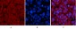 p53 (Di Methyl Lys370) Polyclonal Antibody